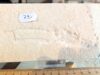Mecochirus longimanatus No. A49