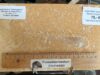 Mecochirus longimanatus No. A84