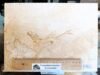 Bony fish No. B83