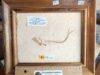 Bony fish No. A04