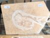Bony fish No. A65