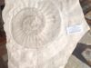 Ammonite No. A81
