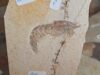 Unnamed lobster