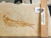Bony fish No. A88