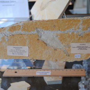 Caturus_009 Caturus_009