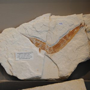 Foss_Juli_2014_003 Foss_Juli_2014_003