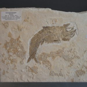 Fossilien_August_2015_009 Fossilien_August_2015_009