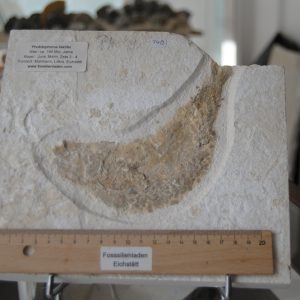 Fossilien_August_2015_019 Fossilien_August_2015_019