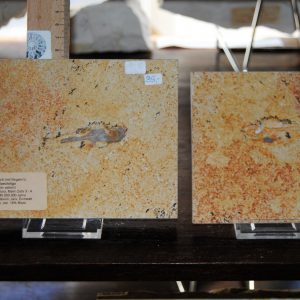 dsc_0001-39 dsc_0001-39