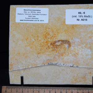 dsc_0001-39 dsc_0001-39