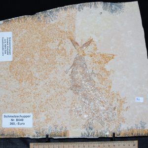 k-k-DSC_0007 k-k-DSC_0007