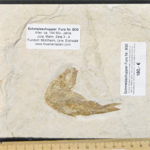 DSC_0464 (2) DSC_0464 (2)