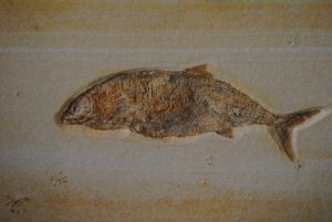 Fische_Mai_2012_001-300x201 Fische_Mai_2012_001-300x201