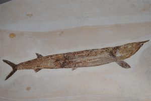 PN_00013-300x201 PN_00013-300x201