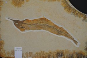 DSC_0009_1-300x201 DSC_0009_1-300x201