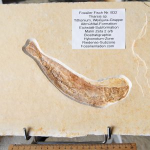 DSC_0061 (2) DSC_0061 (2)