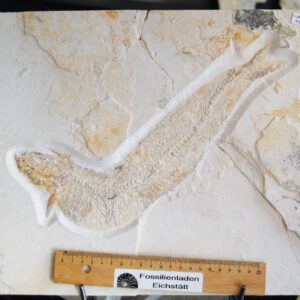 DSC_0001 (37) DSC_0001 (37)