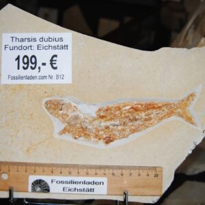 DSC_0001 (52) DSC_0001 (52)