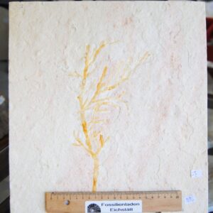 DSC_0001 (80) DSC_0001 (80)