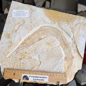 DSC_0003 (9) DSC_0003 (9)