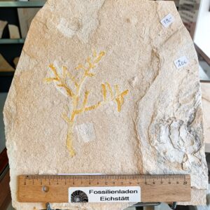 IMG20230626111944 (002) IMG20230626111944 (002)