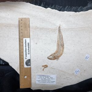 IMG20230802172639 (002) IMG20230802172639 (002)