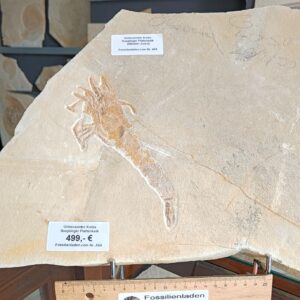 AAAAKrebsN AAAAKrebsN