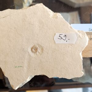 A80 See fossiler Seeigel Jura