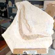 Belonostomus Schnabler