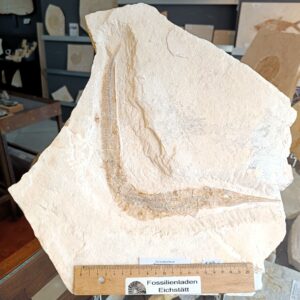 A87 Belonostomus Schnabler