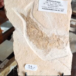 a27 Fundort: Mühlheim