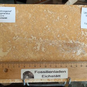 a84 Langarmkrebsfossil