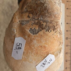 a82 Aptychus eines Ammoniten