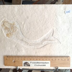 a51 Tharsis Knochenfisch