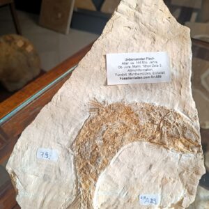 a89 unbenannter Schmelzschupper?