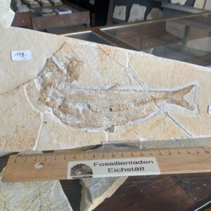 a92 Fischfossil