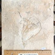 Brachyphyllum