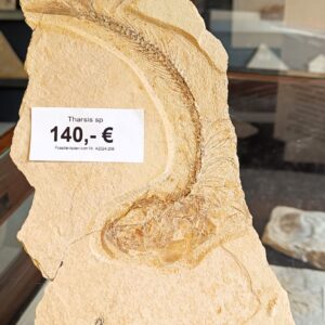 A2024-206 Fischfossil