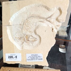 A2024-48 Tharsis. Jura