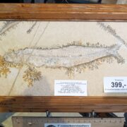 sehr schönes Fossil