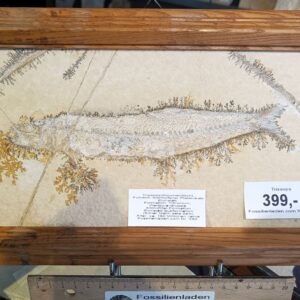 a83 sehr schönes Fossil