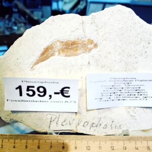 A73 Gewicht ca. 270 g