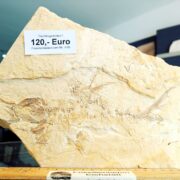 Locality: Mühlheim, district of Eichstätt