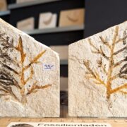 Tithonium, Solnhofen-Formation, Malm zeta 3,