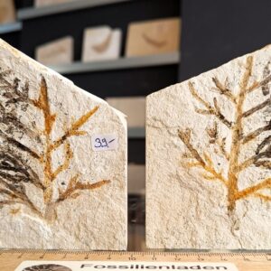 a101 Tithonium, Solnhofen-Formation, Malm zeta 3,