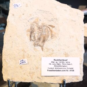 Locality: Mühlheim, district of Eichstätt, Germany,