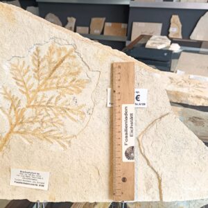 a109 Stratigrapie: Oberjura, Tithonium