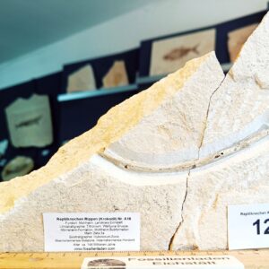 a16 Fundort: Mühlheim, Mörnsheim