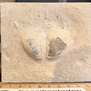 a20 Stärke ca. 1,9 cm, Platte ca. 11 x 9 cm