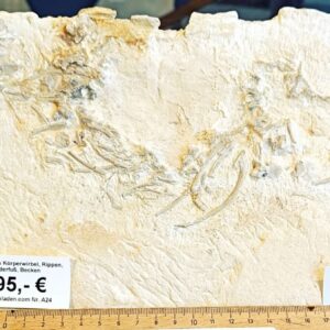 a24 Alter ca. 144 Mio. Jahre